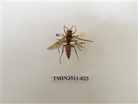 藏品(日本長腳蜂)的圖片